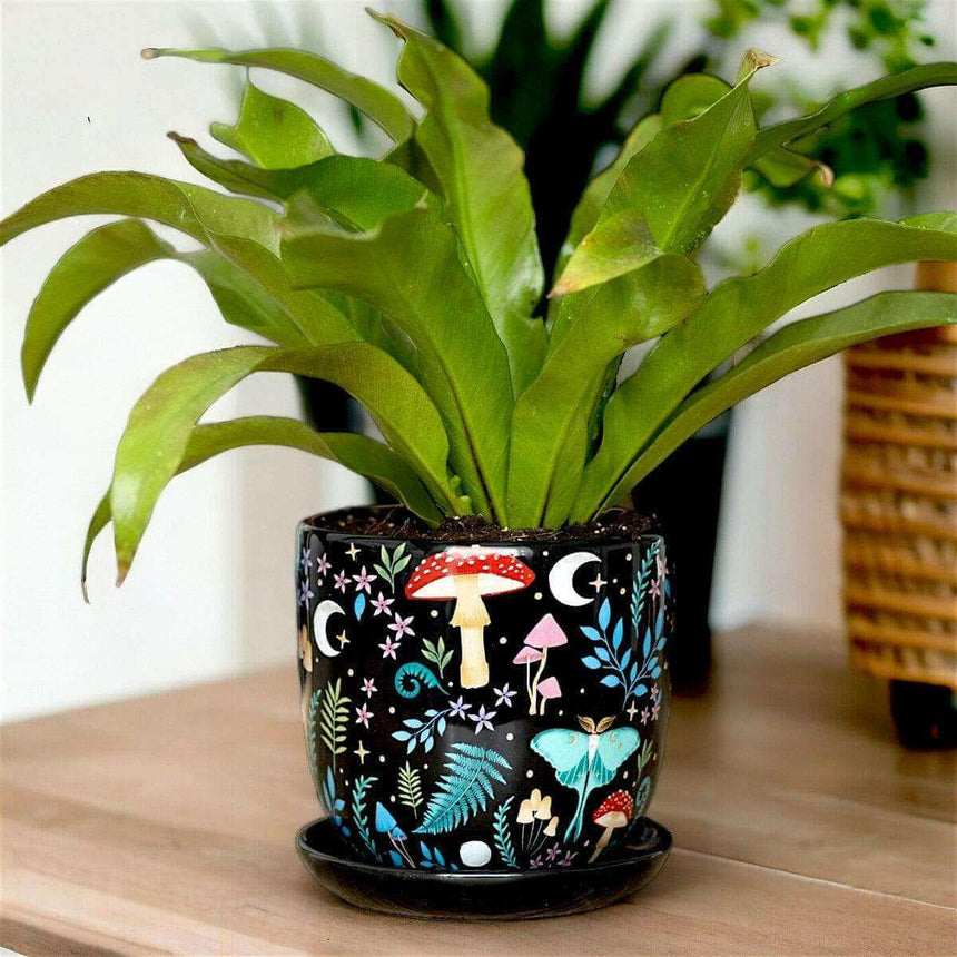 The Fashion Gift Shop: Dark Forest Print Ceramic Plant Pot with Saucer 11cm by Spirit of equinox, Pots and Planters