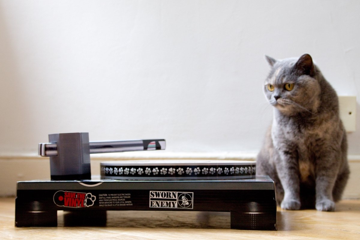 Cool for Cats Turntable Scratching Cat Toy by SuckUK