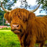 The Highland Cow Collection - The Fashion Gift Shop
