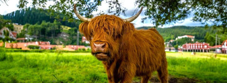 The Highland Cow Collection - The Fashion Gift Shop
