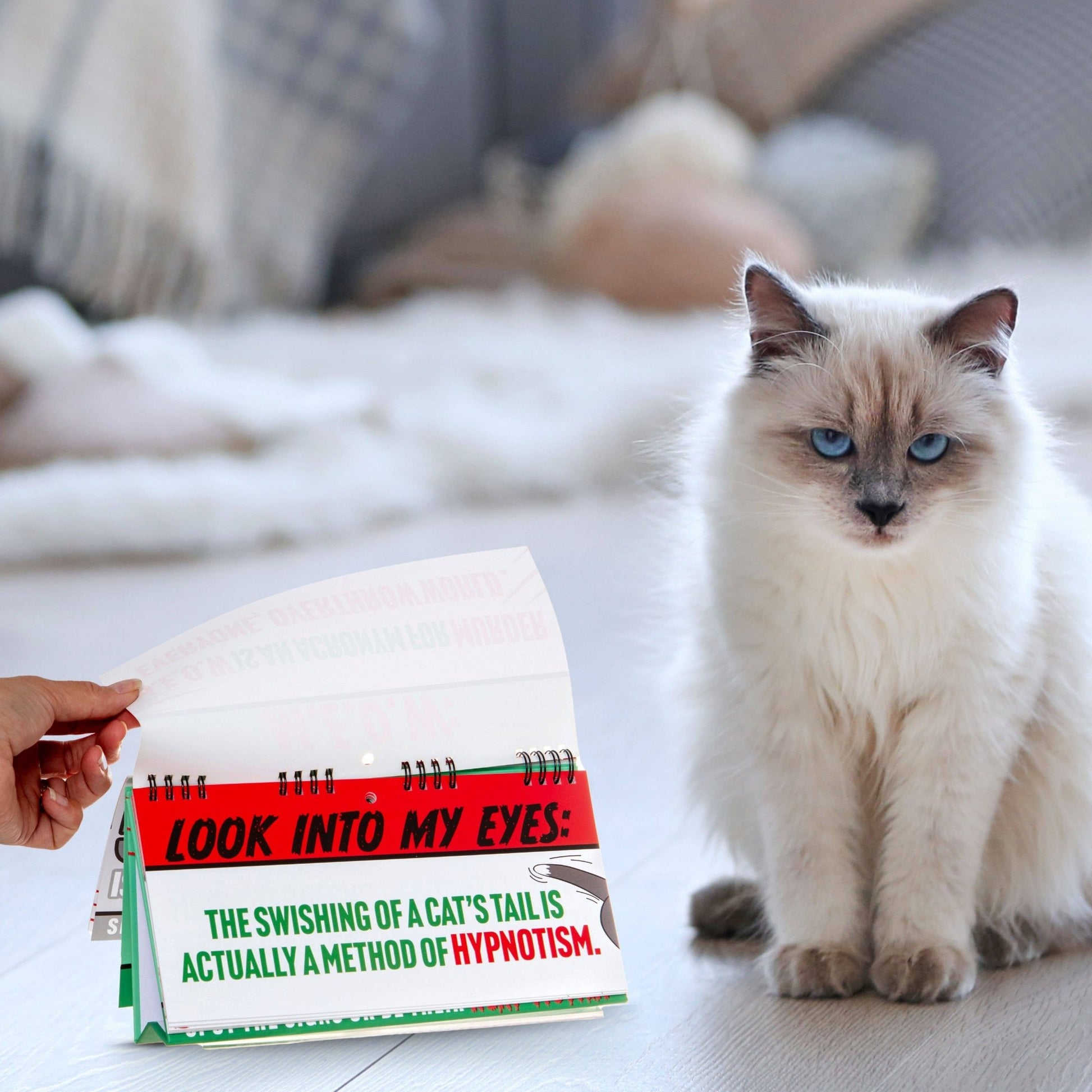 Cat flipbook on bed with hand visible; page reads “LOOK INTO MY EYES!”