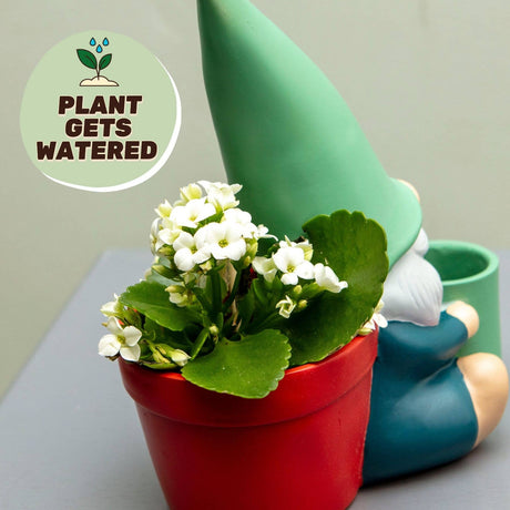 Self-watering gnome plant pot with red planter, white blossoms, green hat and blue body.