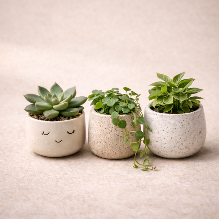 Pots & Planters