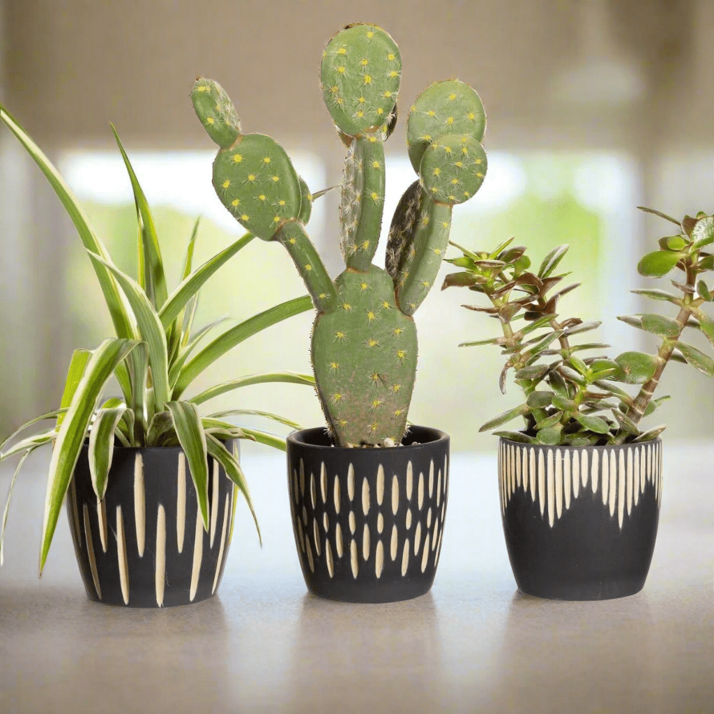 Black Sgraffito Mini Planters - Set Of 3 Plant Pots - The Fashion Gift Shop Pots and Planters by Sass & Belle