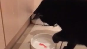 Goldfish Cat Bowl