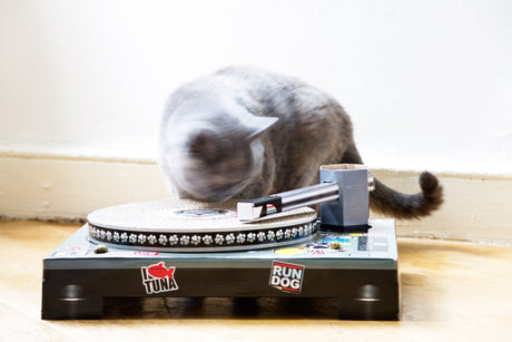 The Fashion Gift Shop: Cool for Cats Turntable Scratching Cat Toy by SuckUK, Cat Scratchers and Cat Toys
