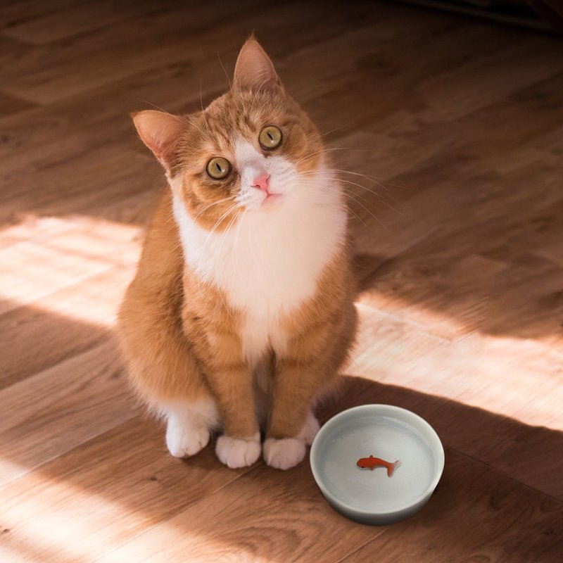 Ceramic cat water bowl with small orange fish trick piece, white dish on surface