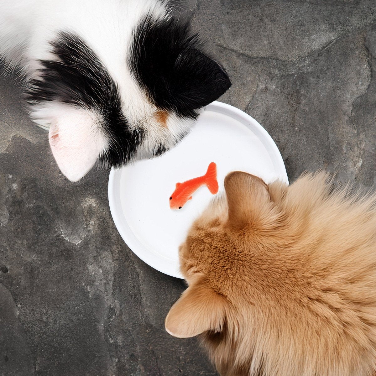 White ceramic cat water bowl with orange fish trick piece, two cats reaching