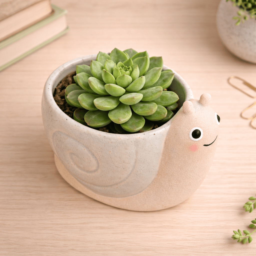 Mini snail planter with green succulent in beige pot and raised snail face detail.