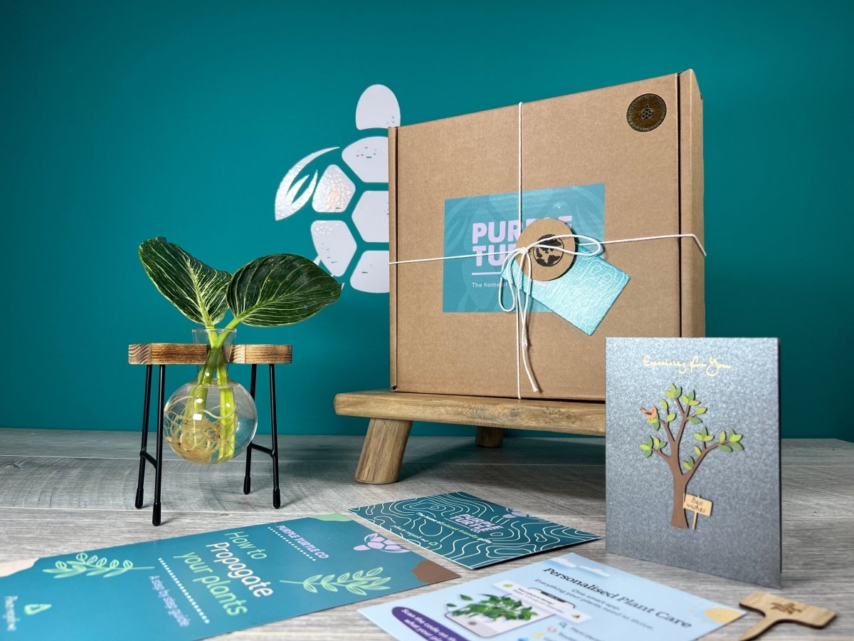 Plant Propagation Gift Set #3 by Purple Turtle Co