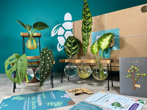 Plant Propagation Gift Set #3 by Purple Turtle Co