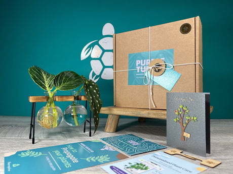 Plant Propagation Gift Set #3 by Purple Turtle Co