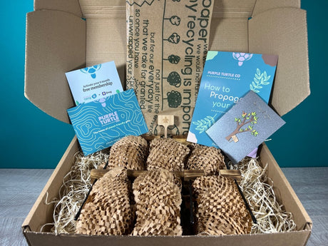 Plant Propagation Gift Set #3 by Purple Turtle Co