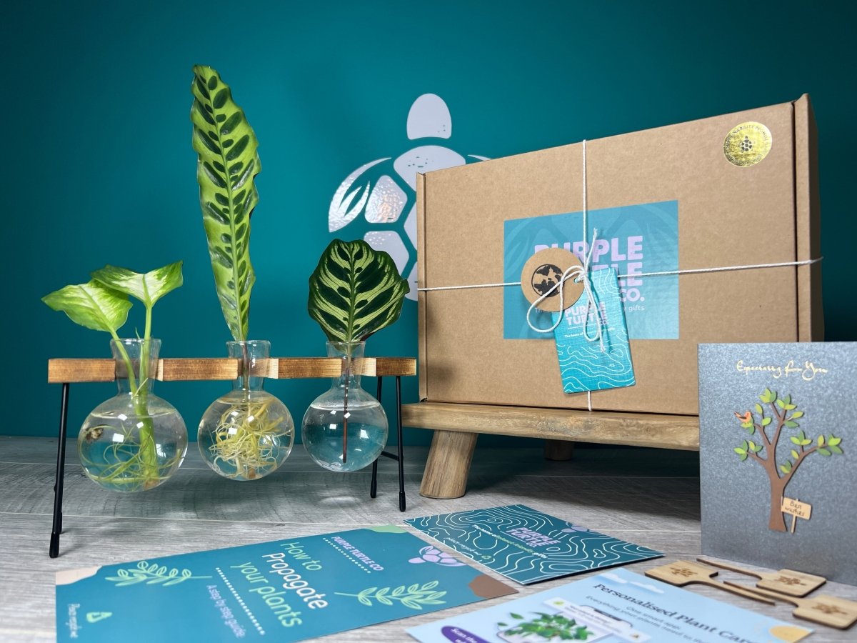 Plant Propagation Gift Set #3 by Purple Turtle Co