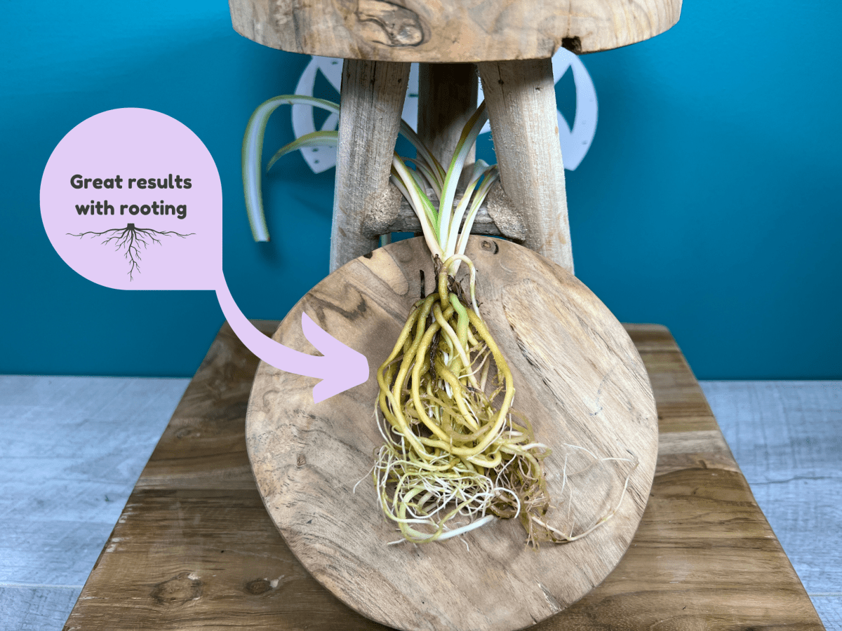 Plant Propagation Gift Set #3 by Purple Turtle Co