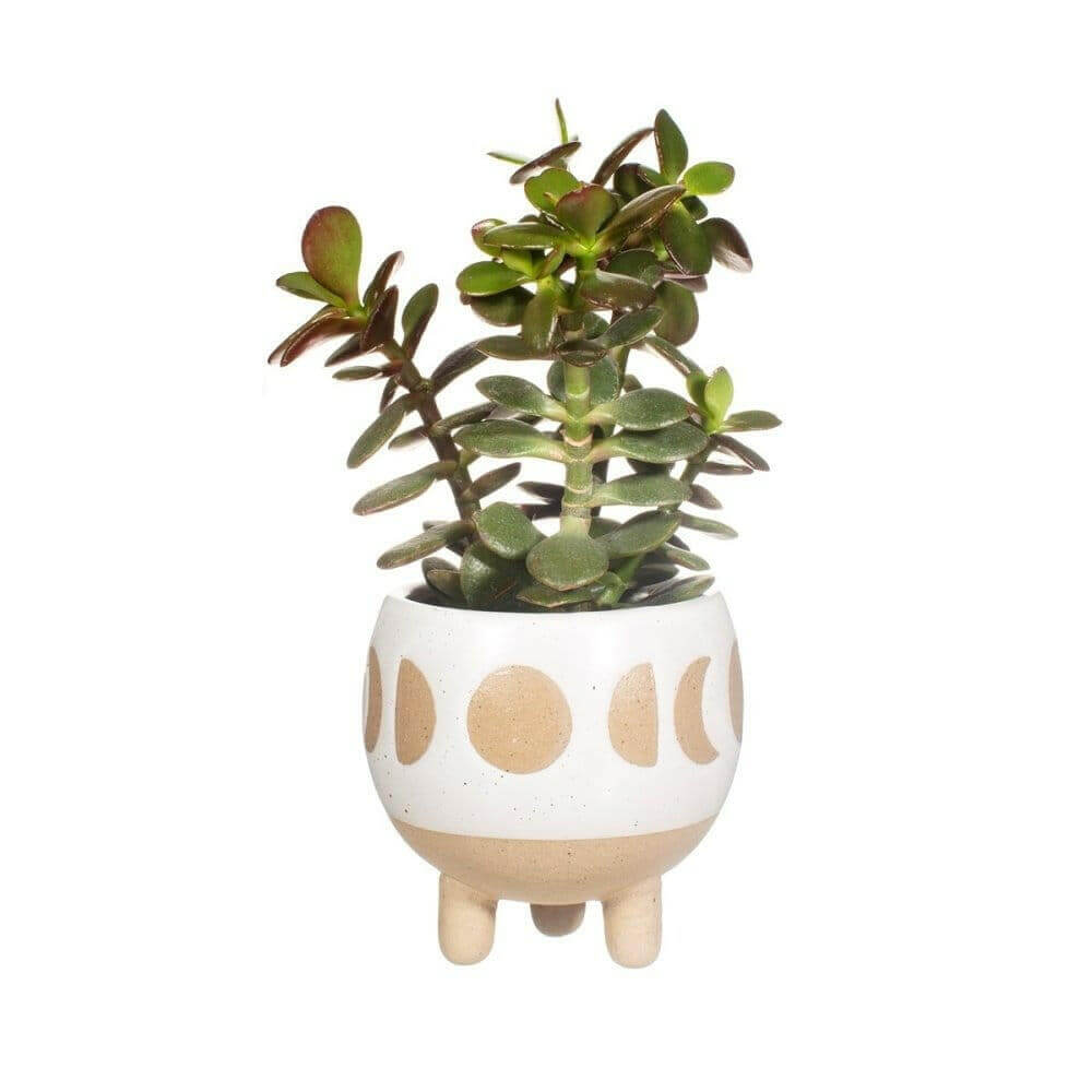The Fashion Gift Shop: Moon Phases Small Planter White Small Housing Plant Holder by Sass and Belle, Pots and Planters