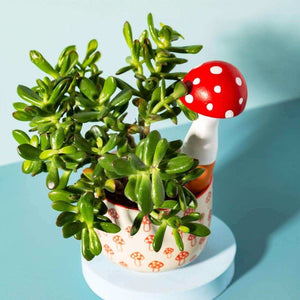 The Fashion Gift Shop: Mushroom Shaped Terracotta Watering Spike Red by Sass and Belle, Watering Spike