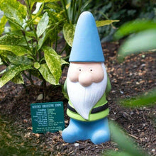 Large blue-hatted weather gnome seated in garden soil, white beard and green vest