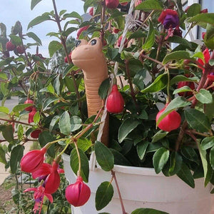 The Fashion Gift Shop: Willy the Garden Worm Water Sensor Gardeners Tool by Jones Home & Gifts, Gardening Accessories