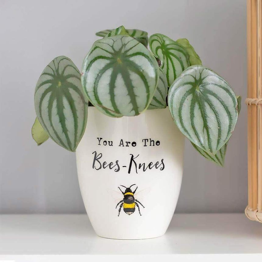 The Fashion Gift Shop: Bee Ceramic Plant Pot Featuring You Are the Bees Knees Design by Jones Home & Gifts, Pots & Planters